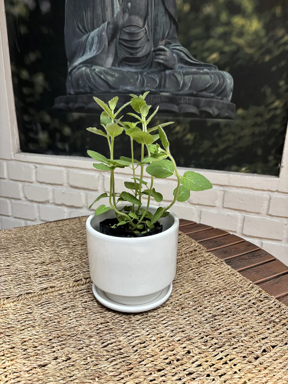 Plantas RV - Menta tamaño S / (Sin maceta) 1