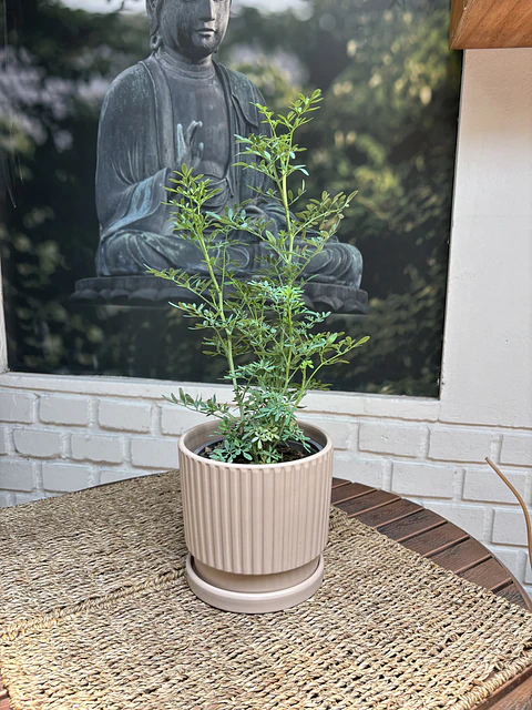 Plantas RV - Ruda tamaño M / Retiro solo en tienda 