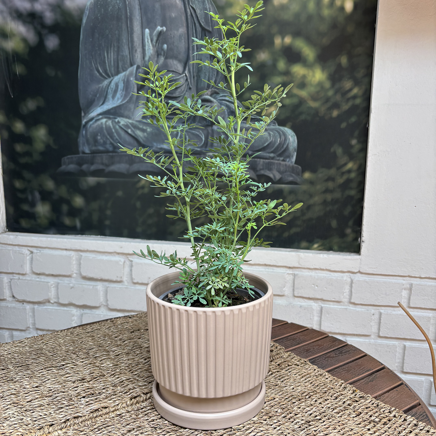 Plantas RV - Ruda tamaño M / Retiro solo en tienda  1