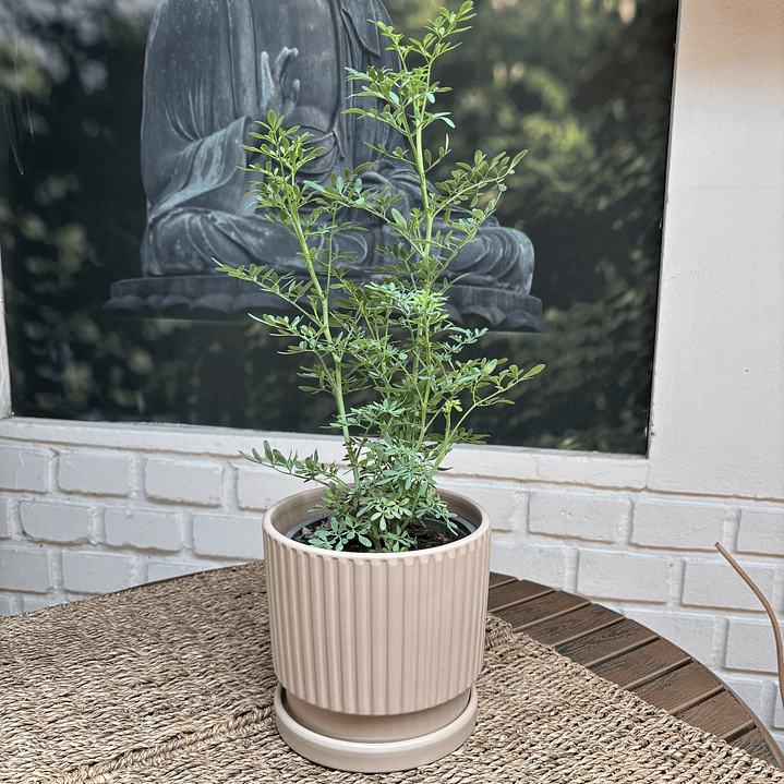 Plantas RV - Ruda tamaño M / Retiro solo en tienda  1