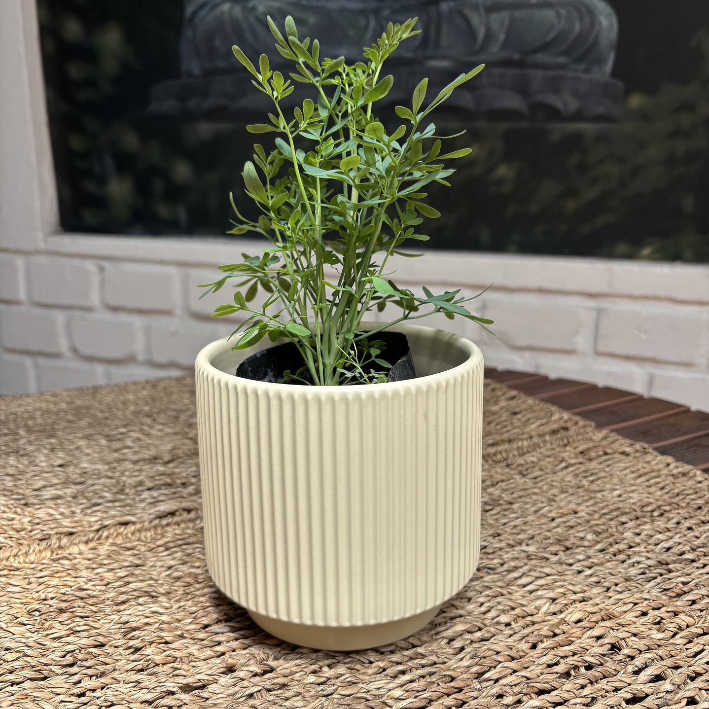 Plantas RV - Ruda tamaño S / Retiro solo en tienda  1