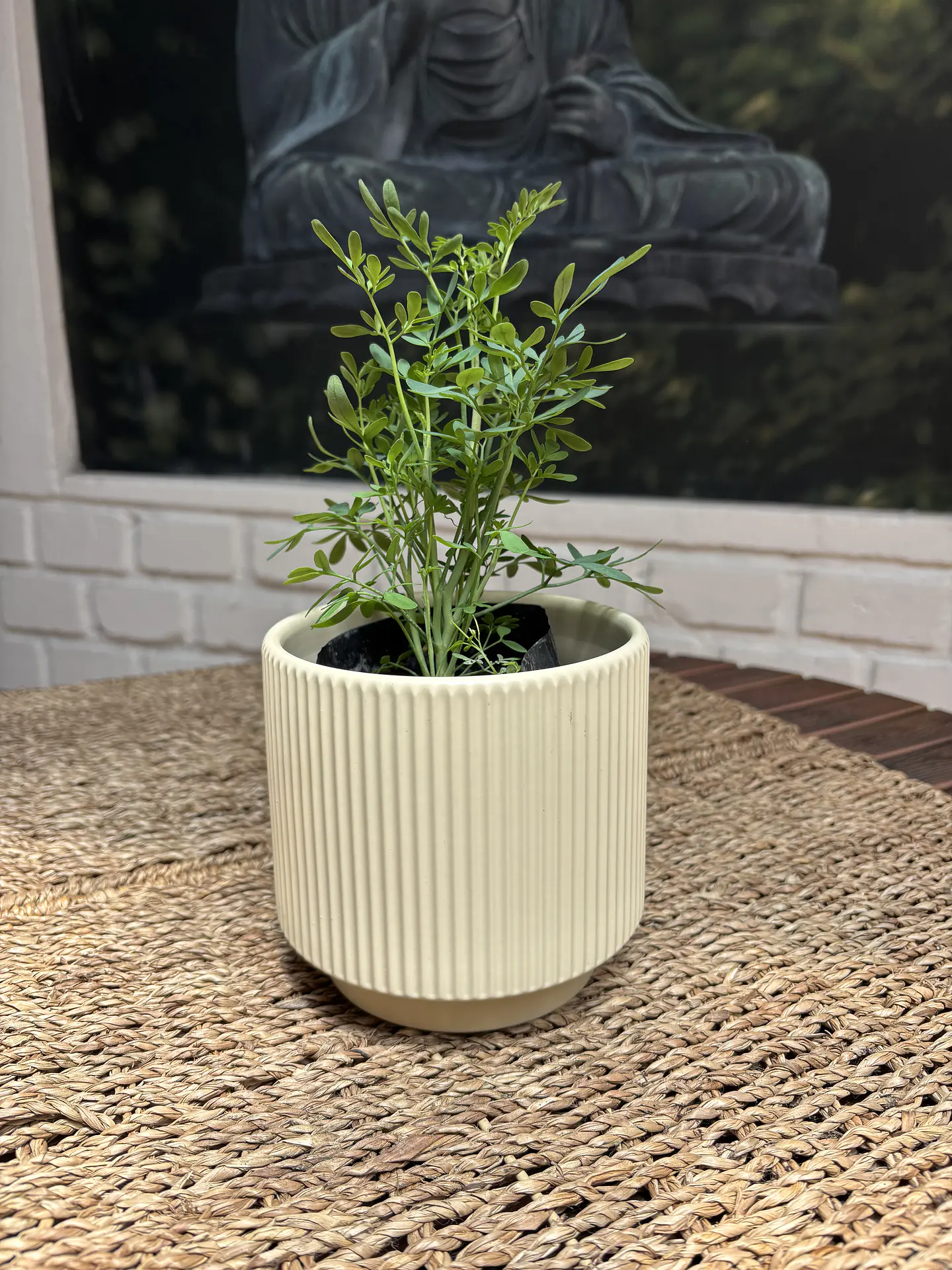 Plantas RV - Ruda tamaño S  1