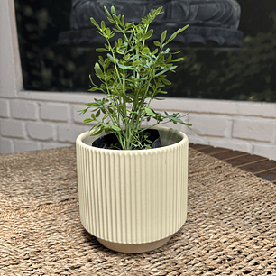 Plantas RV - Ruda tamaño S / Retiro solo en tienda 