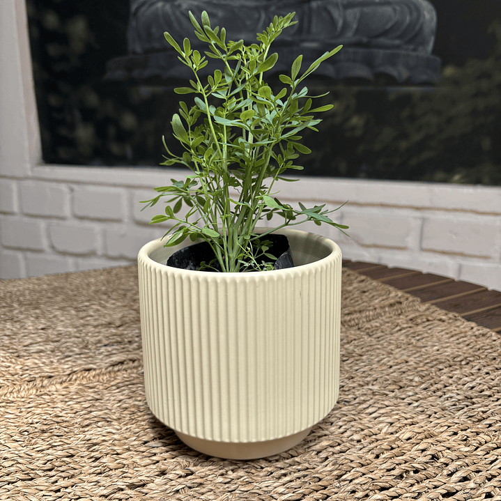 Plantas RV - Ruda tamaño S / Retiro solo en tienda  1