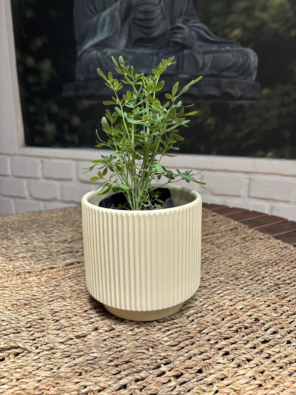 Plantas RV - Ruda tamaño S  1