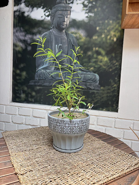 Plantas RV - Cedron tamaño S / Retiro solo en tienda 