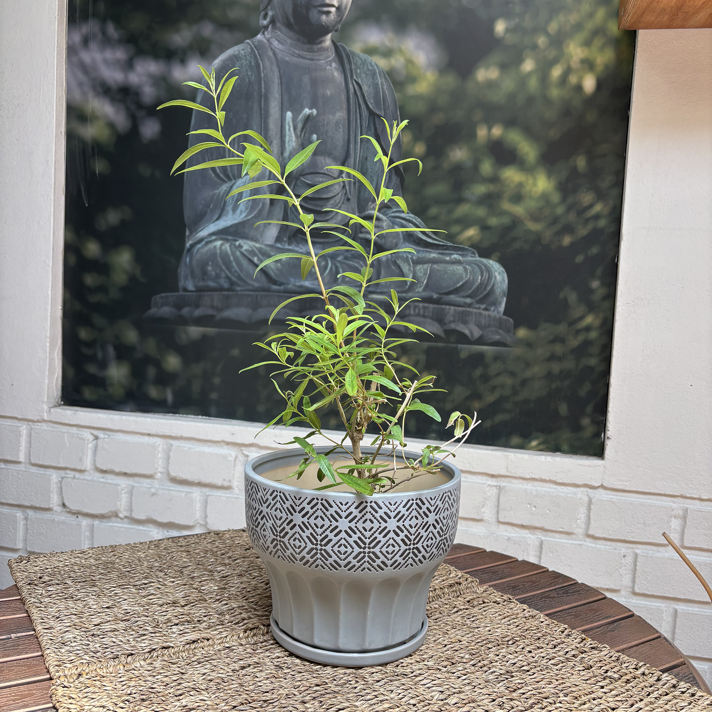 Plantas RV - Cedron tamaño S / Retiro solo en tienda  1