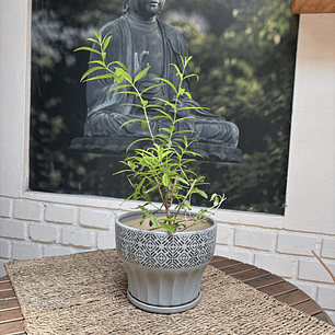 Plantas RV - Cedron tamaño S / Retiro solo en tienda 