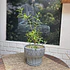 Plantas RV - Cedron tamaño S / Retiro solo en tienda 