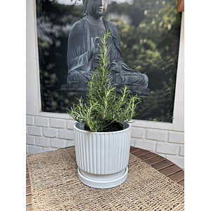 Jardin RV - Romero tamaño S / Retiro solo en tienda 