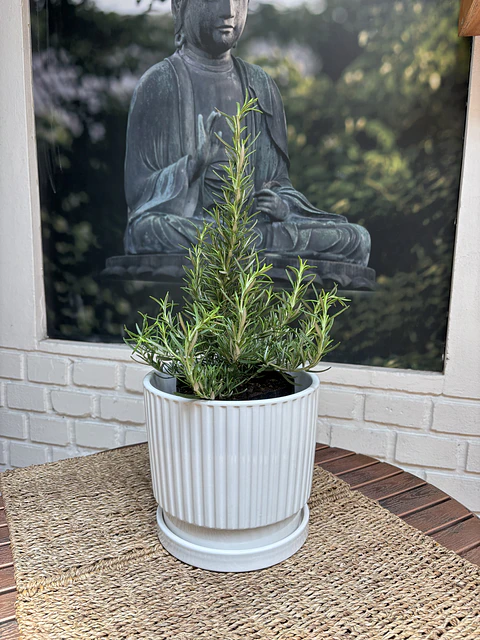 Plantas RV - Romero tamaño M / Retiro solo en tienda 