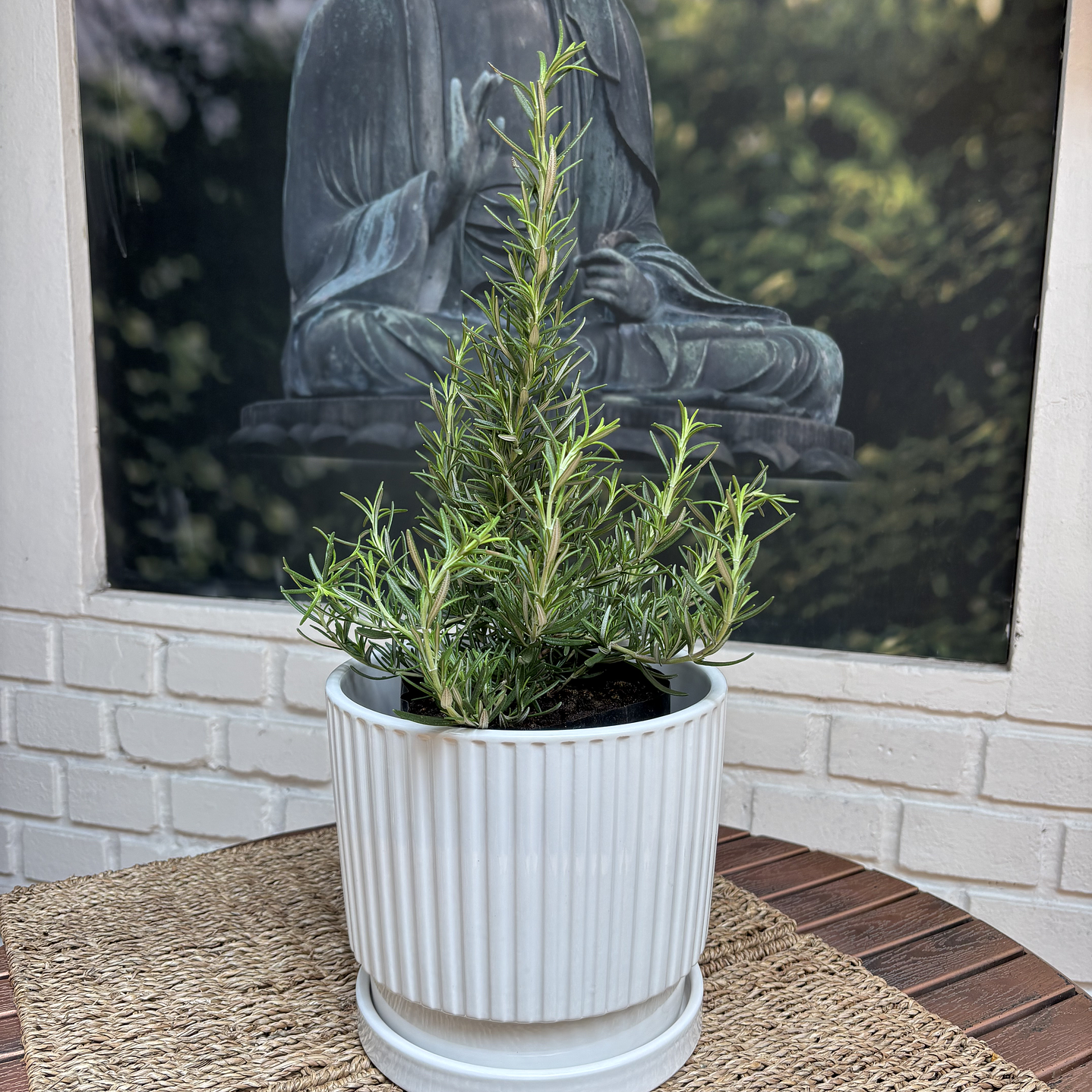 Plantas RV - Romero tamaño M / Retiro solo en tienda  1