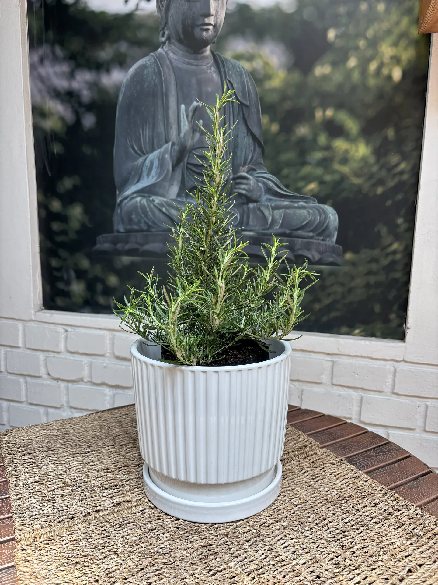 Plantas RV - Romero tamaño M / Retiro solo en tienda  1