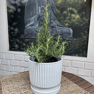 Plantas RV - Romero tamaño M / Retiro solo en tienda 