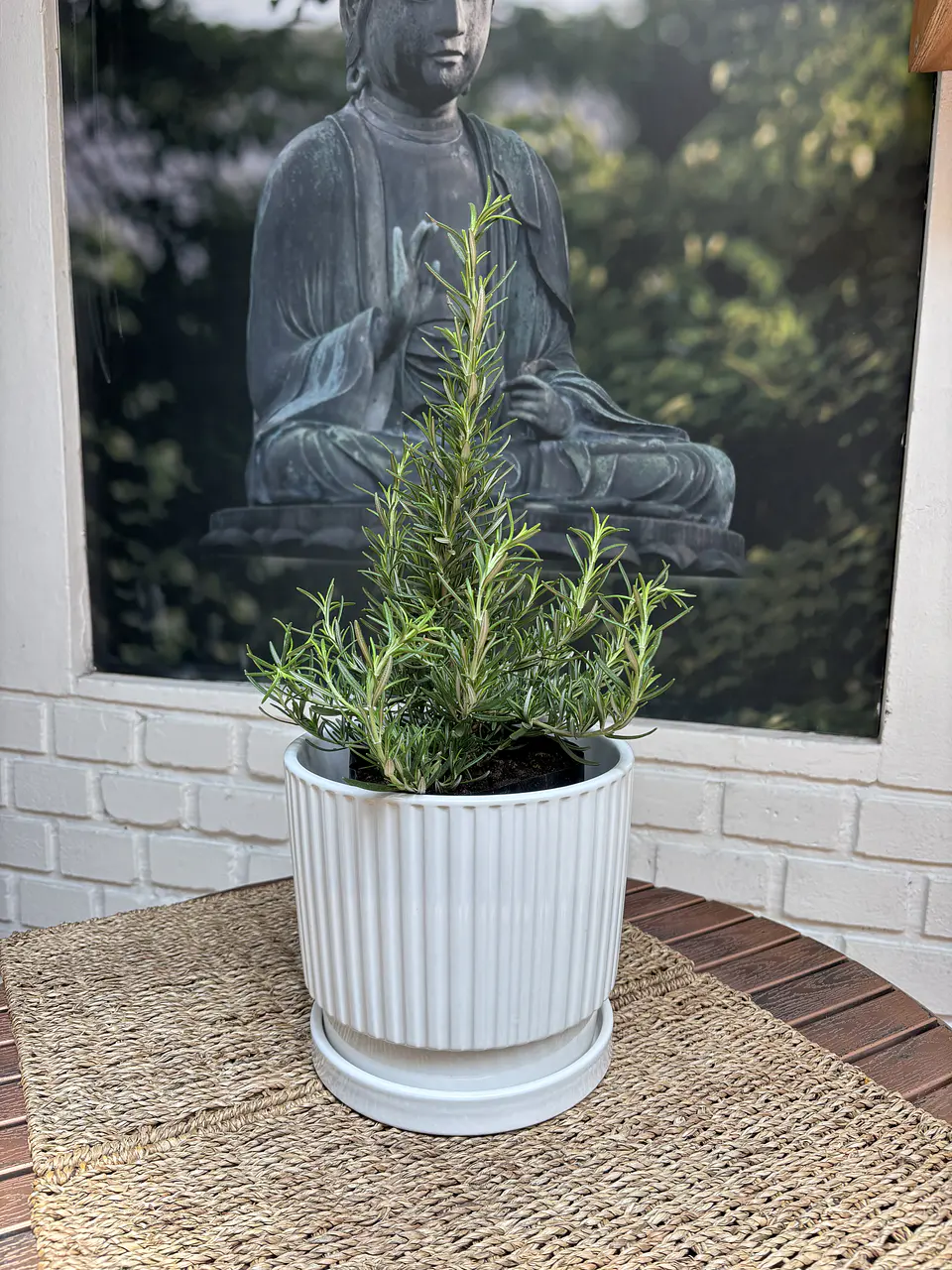 Plantas RV - Romero tamaño M / Retiro solo en tienda  1