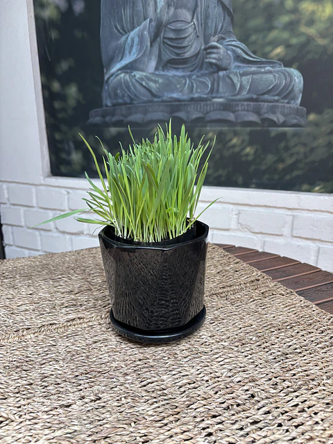 Plantas RV - Hierba Gatera tamaño S / ( sin maceta)