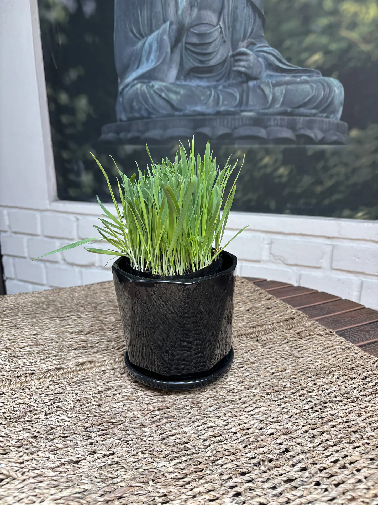 Plantas RV - Hierba Gatera tamaño S / ( sin maceta) 1