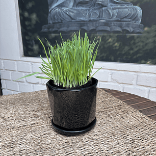 Plantas RV - Hierba Gatera tamaño S / Retiro solo en tienda 