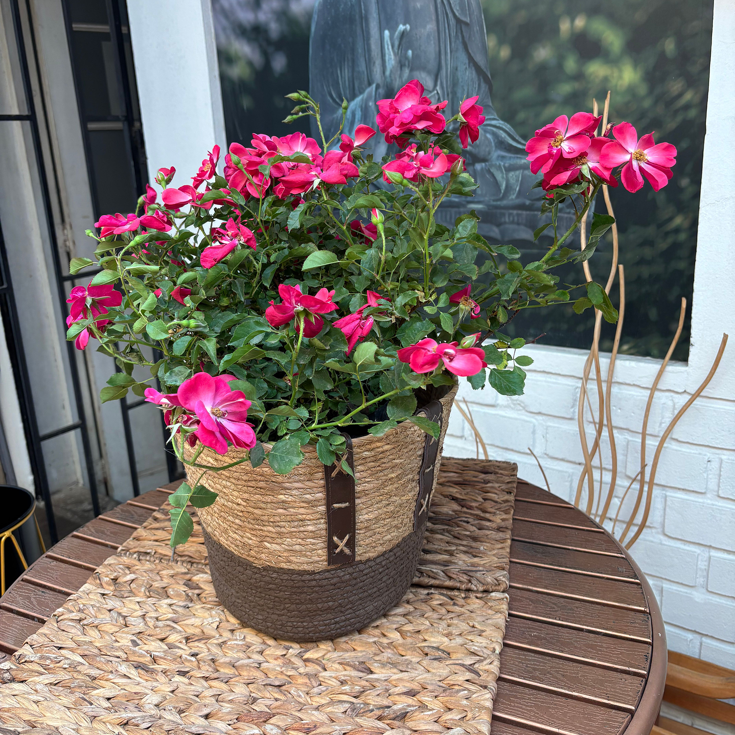 Plantas RV - Rosa Floribunda tamaño XL / Retiro en tienda  1