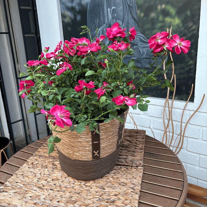 Plantas RV - Rosa Floribunda tamaño XL / Retiro en tienda  1