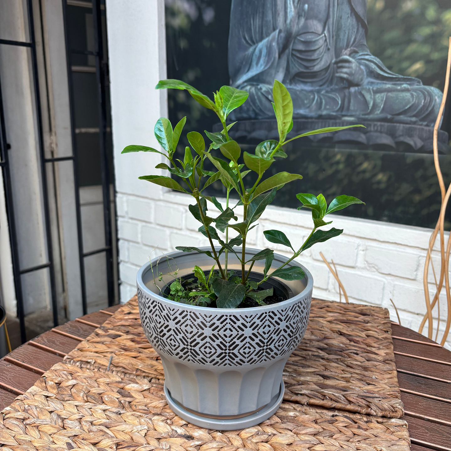 Plantas RV - Jazmin del cabo tamaño S / Retiro en tienda 1