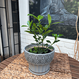 Plantas RV - Jazmin del cabo tamaño S / Retiro en tienda