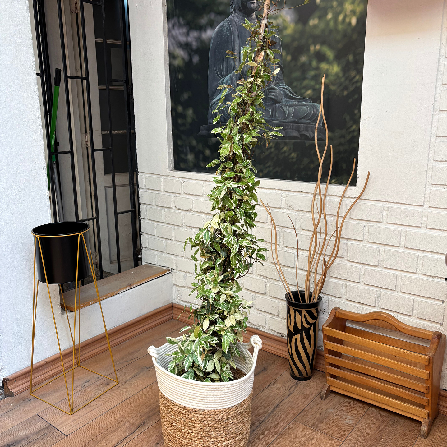 Plantas RV - Jazmin Helice Variegado tamaño L  / Retiro solo en tienda 1