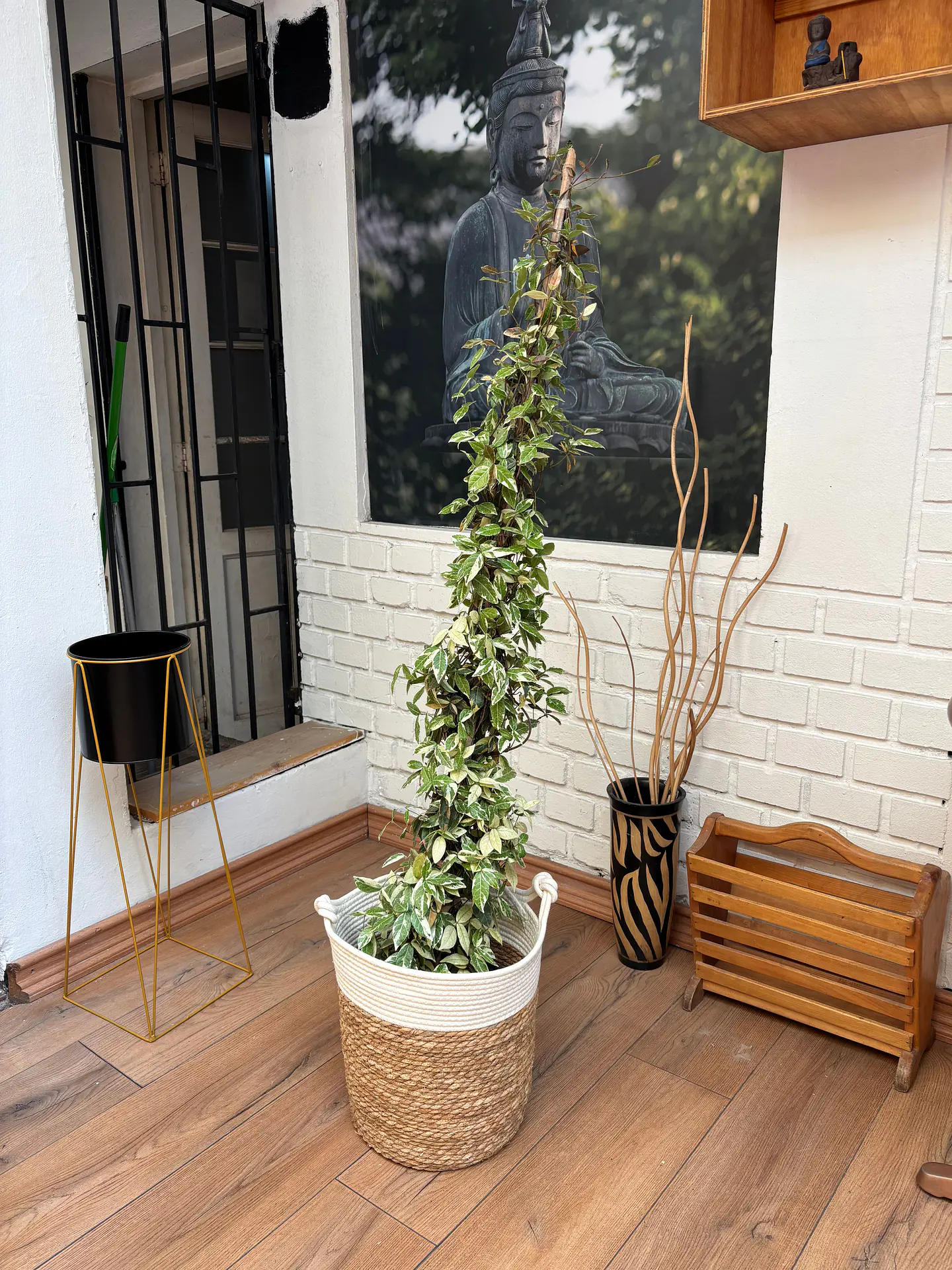 Plantas RV - Jazmín madagascar Variegado tamaño L   1