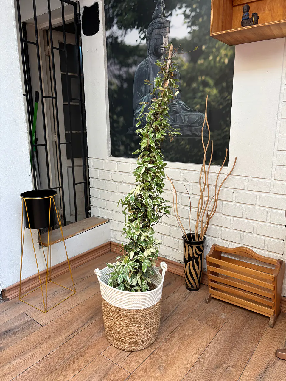 Plantas RV - Jazmín madagascar Variegado tamaño L   1