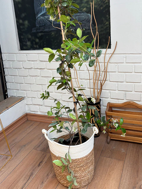 Plantas RV - Jazmín Helice tamaño L  / Retiro solo en tienda