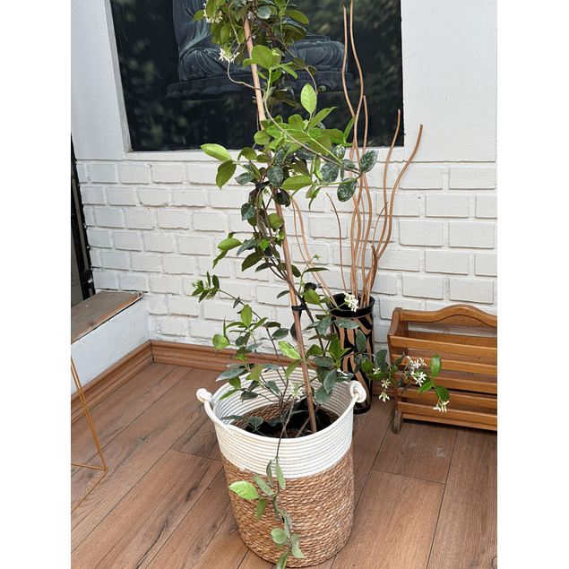 Jardin RV - Jazmin Helice tamaño L  / Retiro solo en tienda