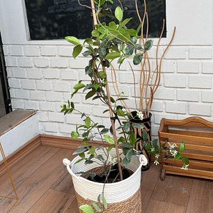 Plantas RV - Jazmin Helice tamaño L  / Retiro solo en tienda