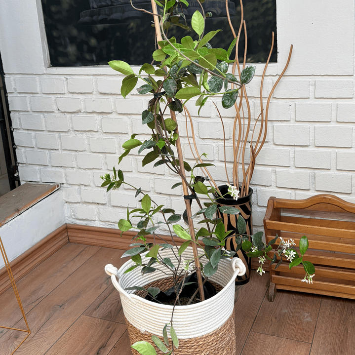 Plantas RV - Jazmin Helice tamaño L  / Retiro solo en tienda 1