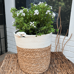 Plantas RV - Veronica tamaño M / Retiro en tienda 