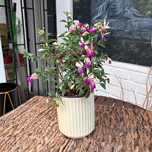 Plantas RV - Fucsia tamaño S / Retiro solo en tienda 