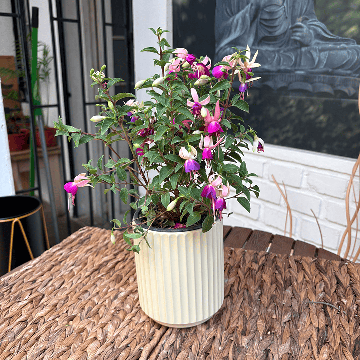 Plantas RV - Fucsia tamaño S / Retiro solo en tienda  1