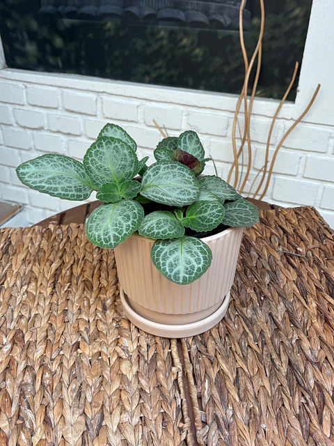 Plantas RV - Dolar Blanco tamaño M / Retiro solo en tienda 