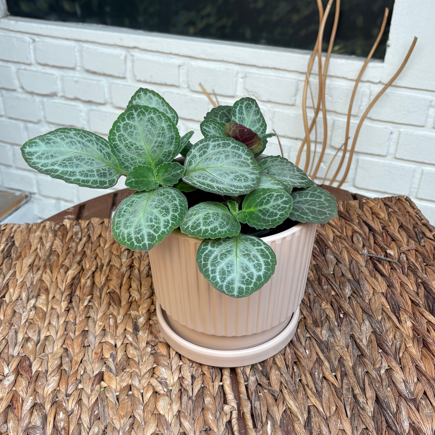 Plantas RV - Dolar Blanco tamaño M / Retiro solo en tienda  1