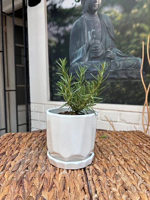 Plantas RV - Romero tamaño S / Retiro en tienda 