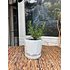 Plantas RV - Romero tamaño S / Retiro en tienda 