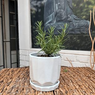 Plantas RV - Romero tamaño S / Retiro en tienda 