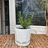 Plantas RV - Romero tamaño S / Retiro en tienda 