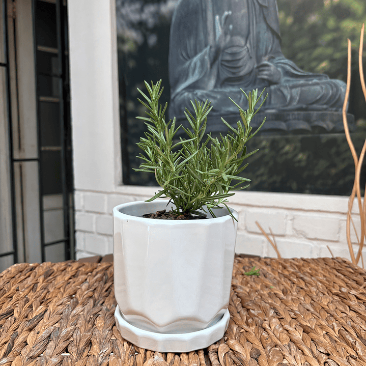 Plantas RV - Romero tamaño S / Retiro en tienda  1