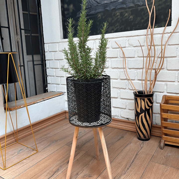 Plantas RV - Romero tamaño L / Retiro en tienda 1