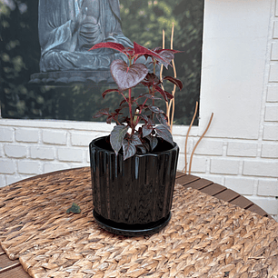 Plantas RV - Iresine tamaño S / Retiro en tienda 