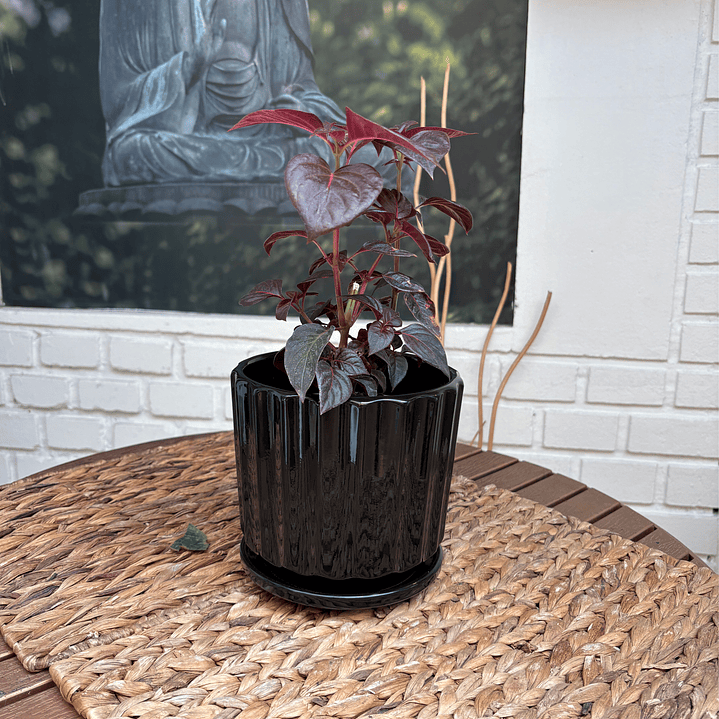 Plantas RV - Iresine tamaño S / Retiro en tienda  1