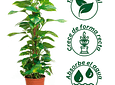Plantas RV - Tutor Fibra de coco 40cms 