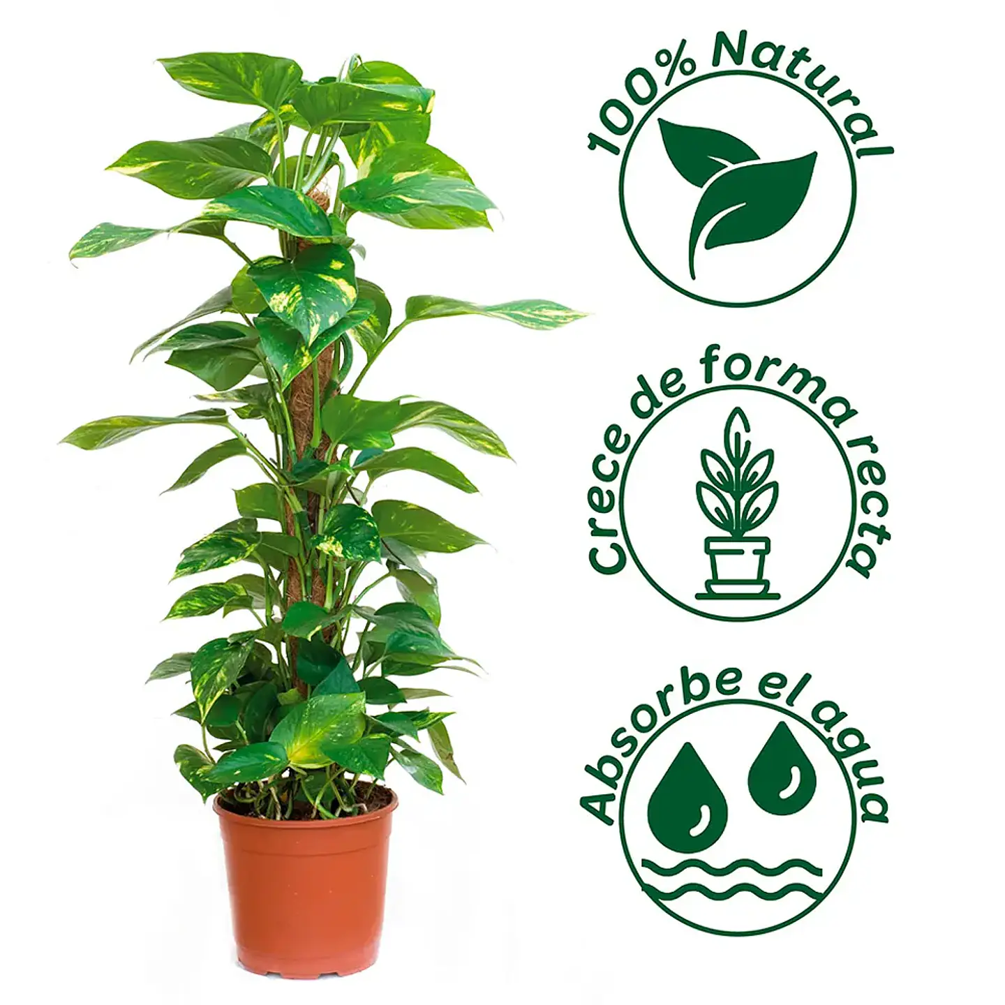 Plantas RV - Tutor Fibra de coco 40cms  3