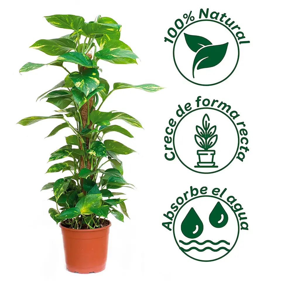 Plantas RV - Tutor Fibra de coco 40cms  3