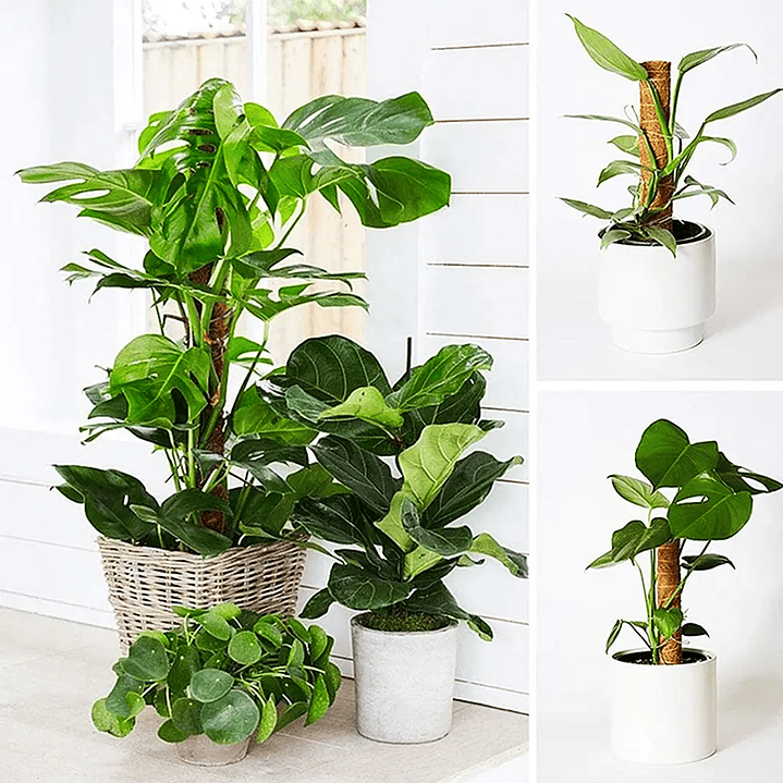 Plantas RV - Tutor Fibra de coco 40cms  5